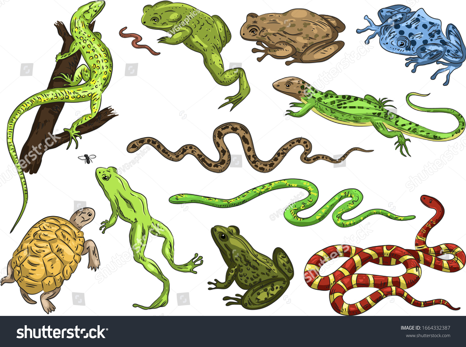 Set Hand Drawn Reptiles Amphibian Isolated Stock Vector (Royalty Free ...