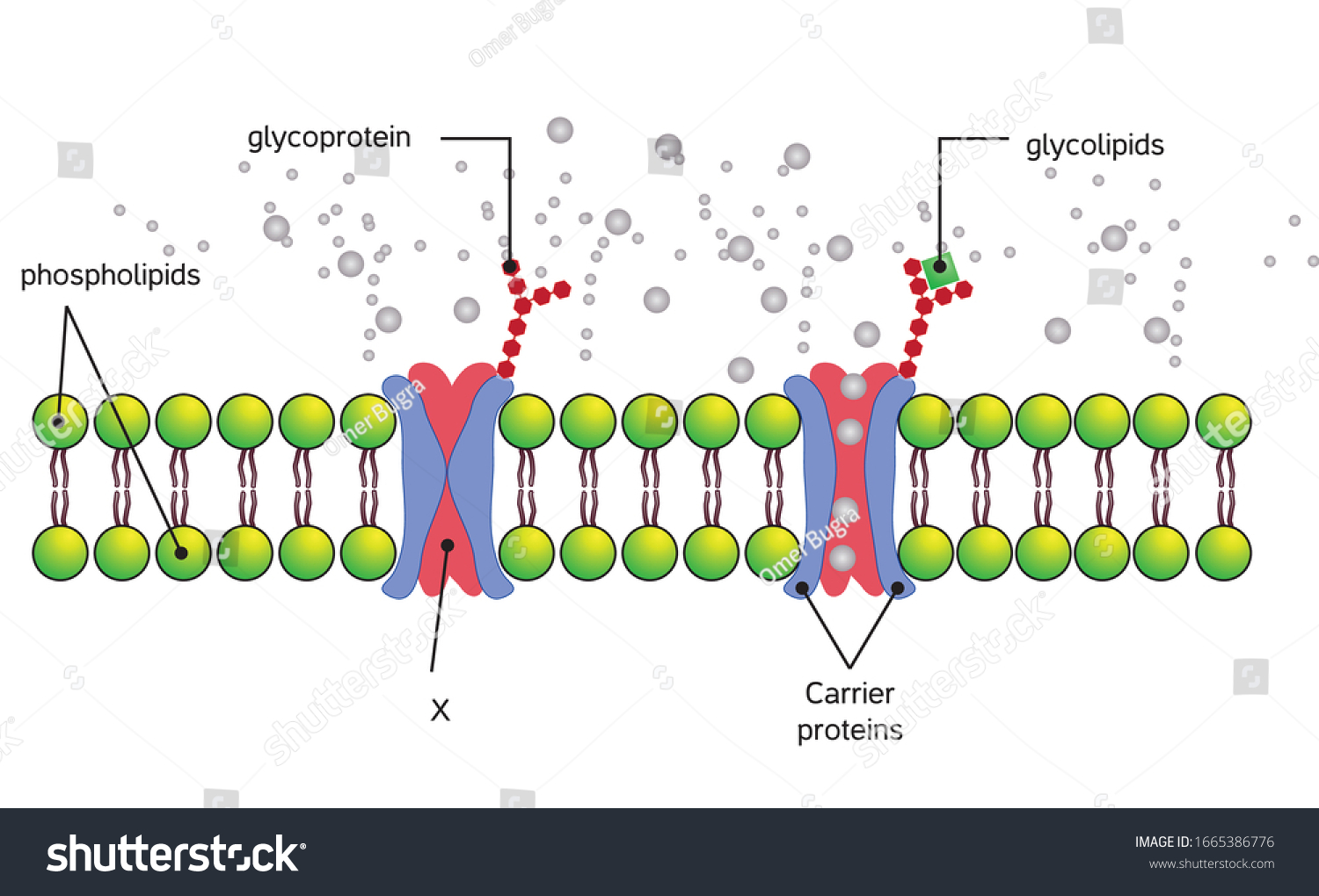 Phospholipid Bilayers Structure Cell Membrane Cytoplasmic Stock Vector ...