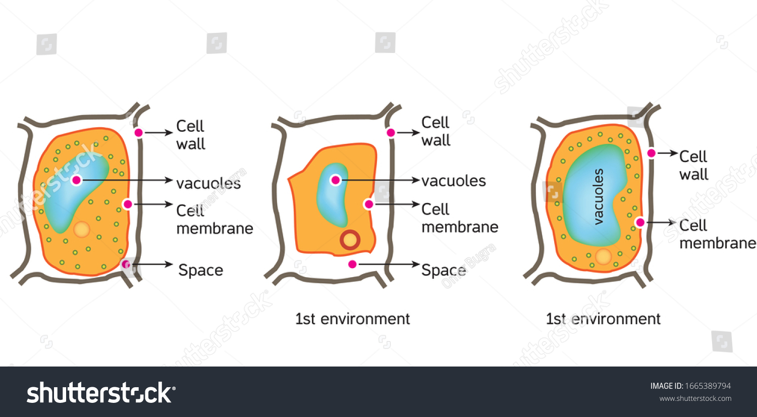 Oxidative Stress Normal Cell Oxidative Stress Stock Vector (Royalty ...