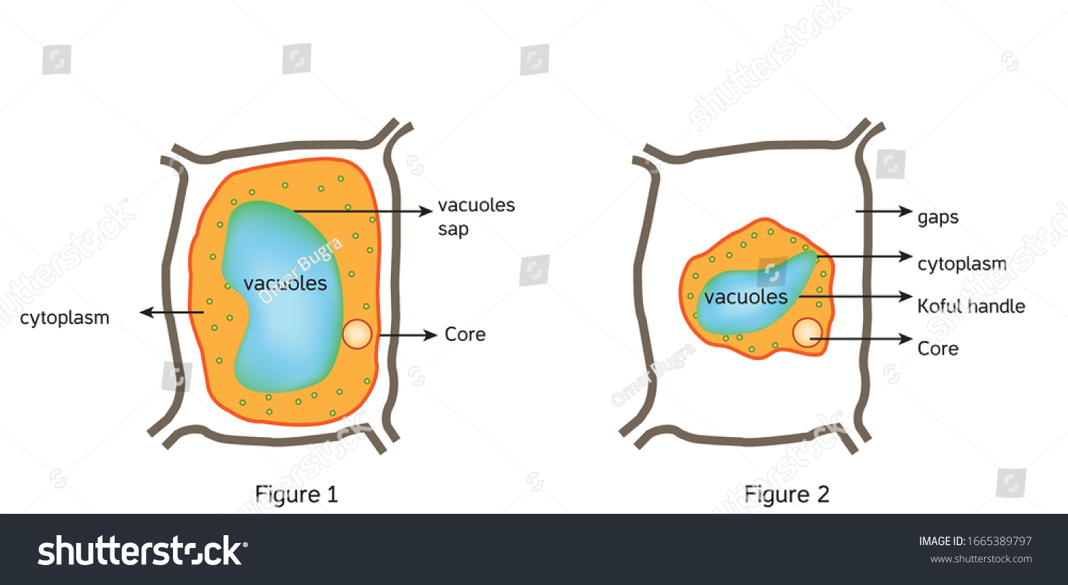 Oxidative Stress Normal Cell Oxidative Stress Stock Vector (Royalty ...