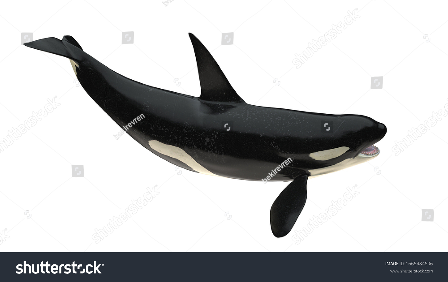 Isolated Killer Whale Orca Open Mouth Stock Illustration 1665484606 ...