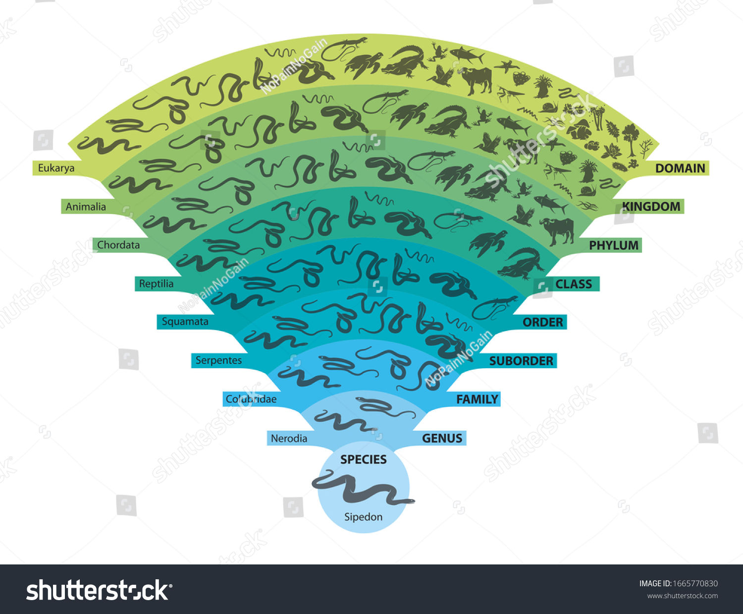 Hierarchy Biological Classifications Major Taxonomic Ranks Stock ...