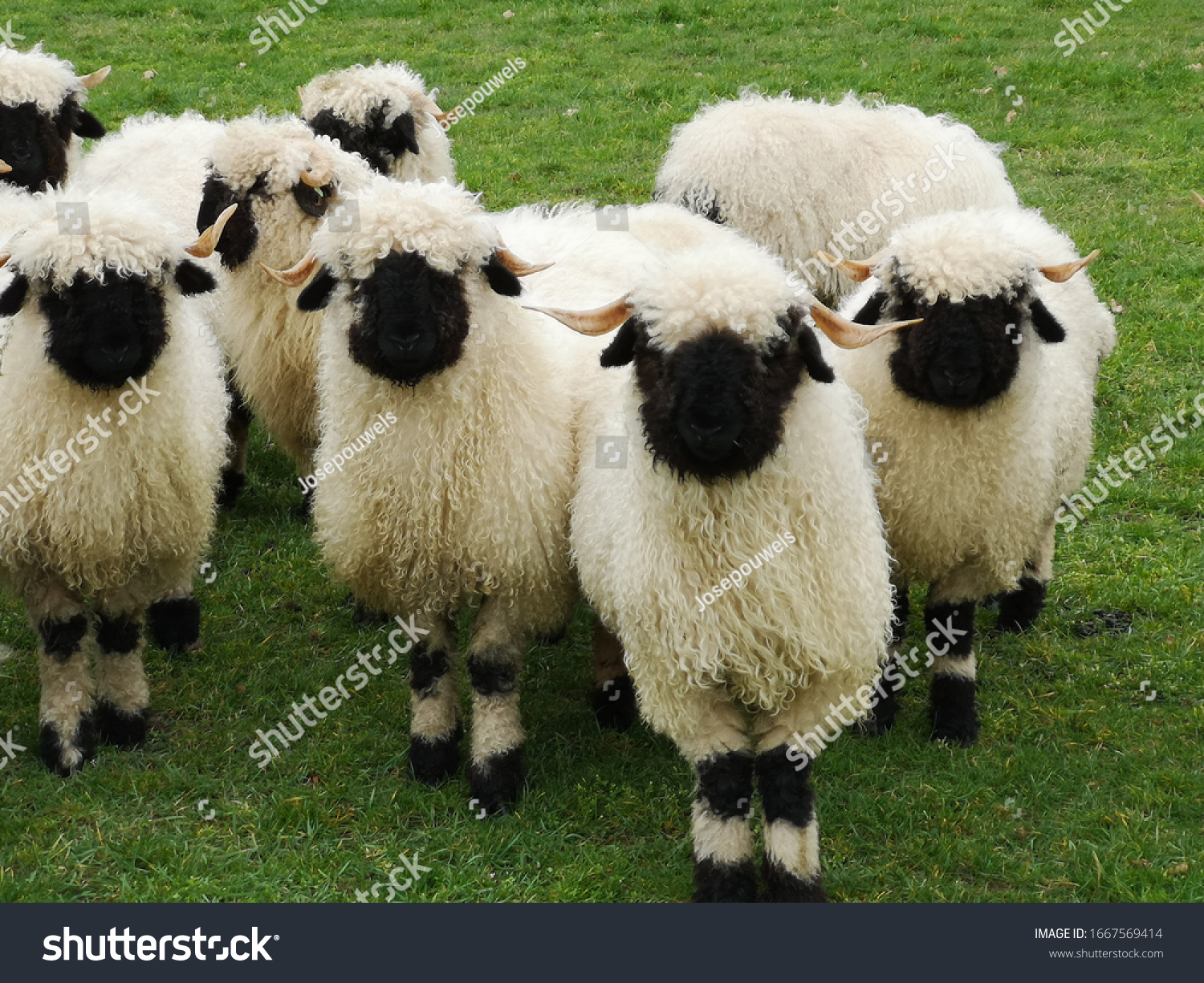 Почему овцы. Valais Blacknose. Овцы породы Вале (Valais). Черноносые овцы в Швейцарии. Валлийские черноносые овцы.