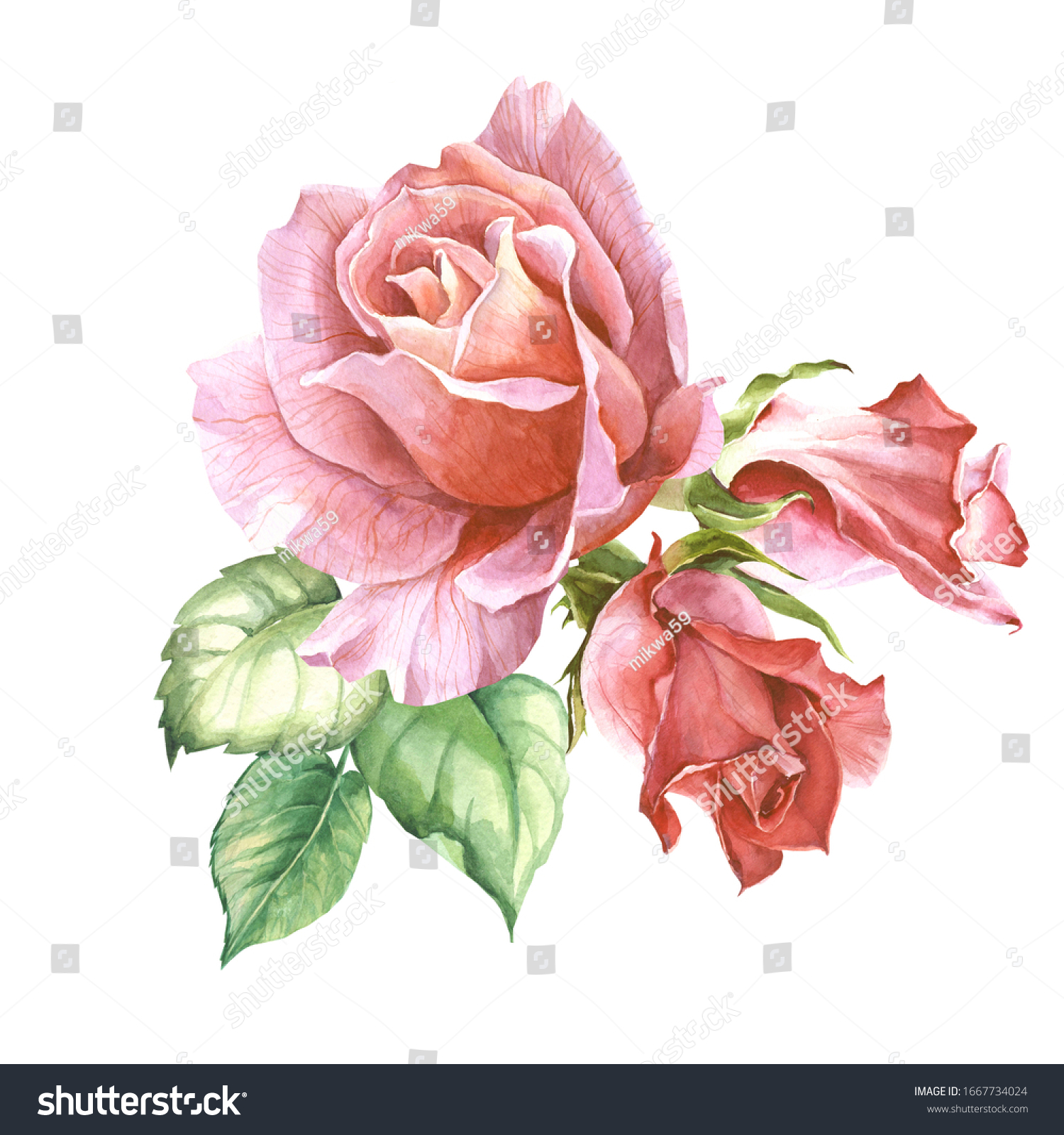 Watercolor Red Rose Buds Leaves Stock Illustration 1667734024 ...