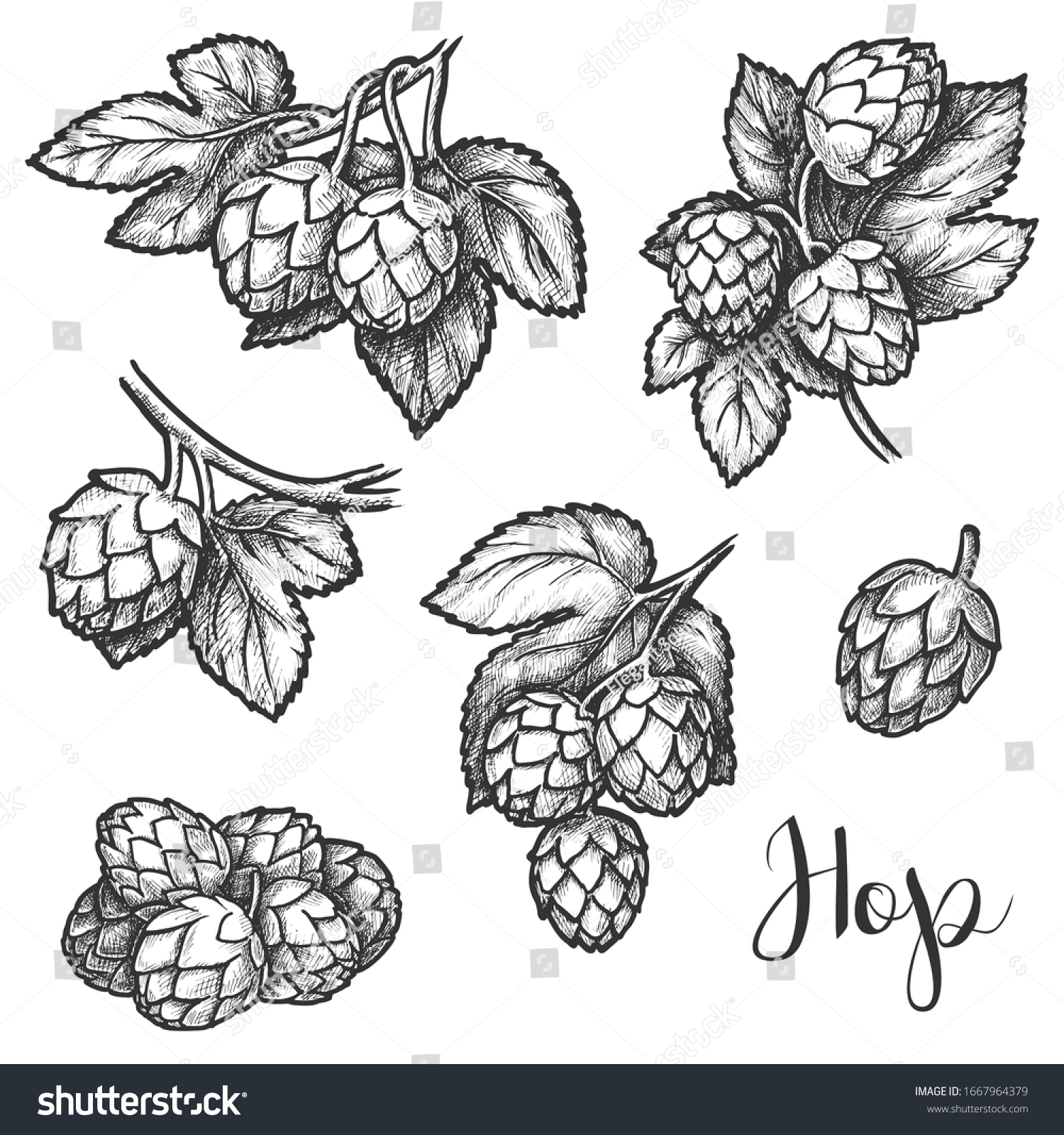 Hops Sketch Vector Beer Brewing Ingredient Stock Vector (Royalty Free ...