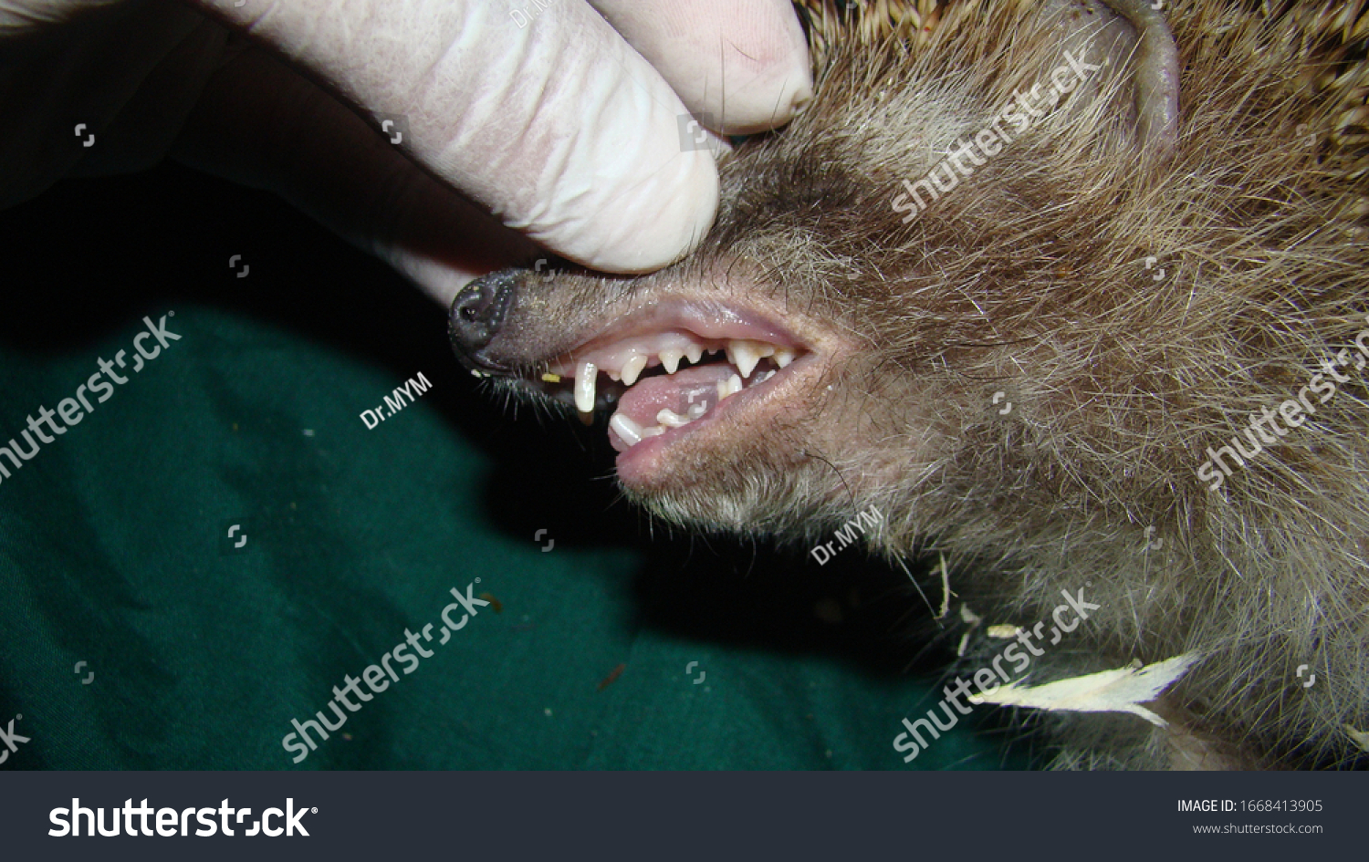 Zdjęcie stockowe "Hedgehog Exotic Veterinarian Examines Hedgehog Mouth" (1668413905) ...