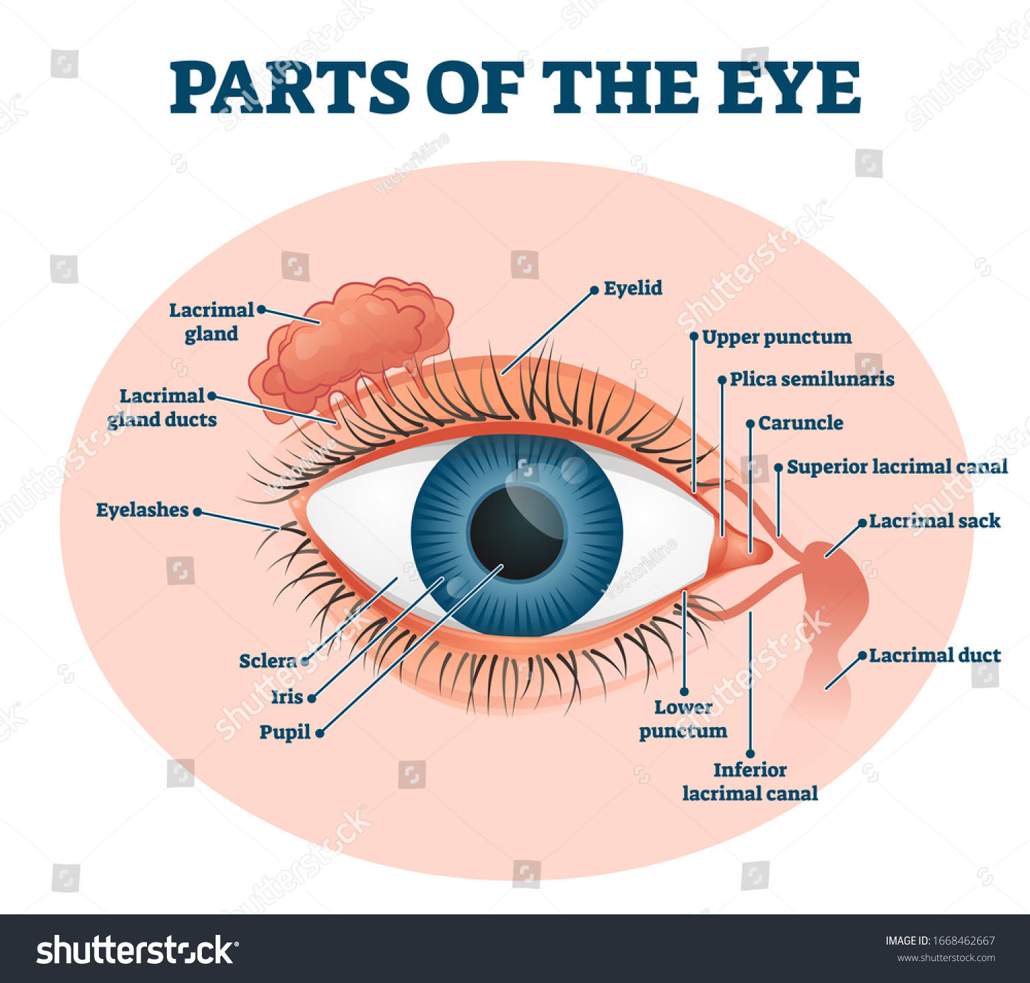 Parts Eye Labeled Vector Illustration Diagram Vetor Stock Livre De Direitos 1668462667 