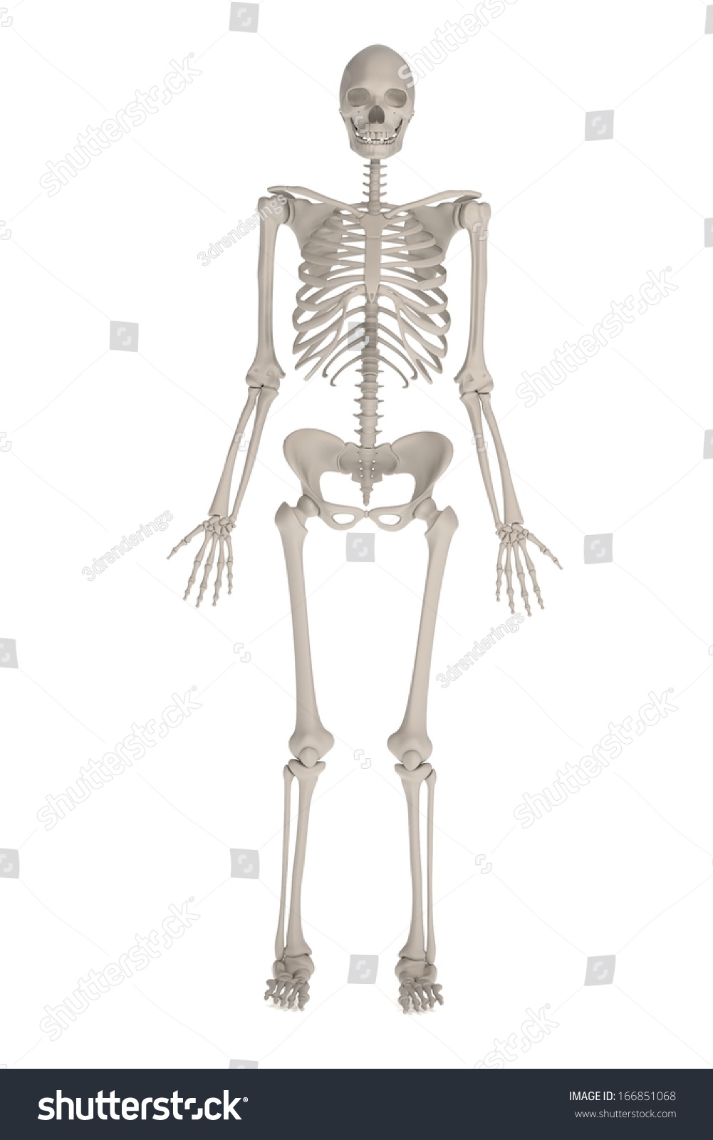 Realistic 3d Render Female Skeleton Stock Illustration 166851068 ...