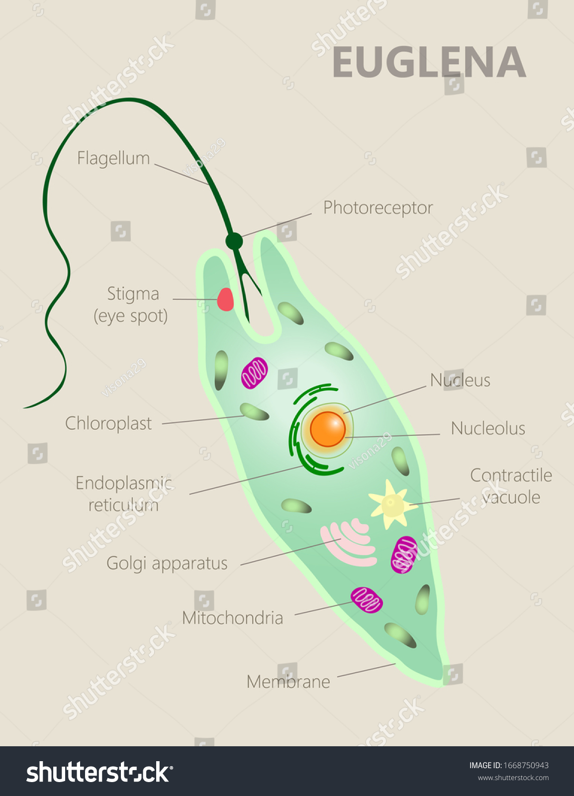 Euglena Anatomy Structure Info Graphic Diagram Stock Illustration ...