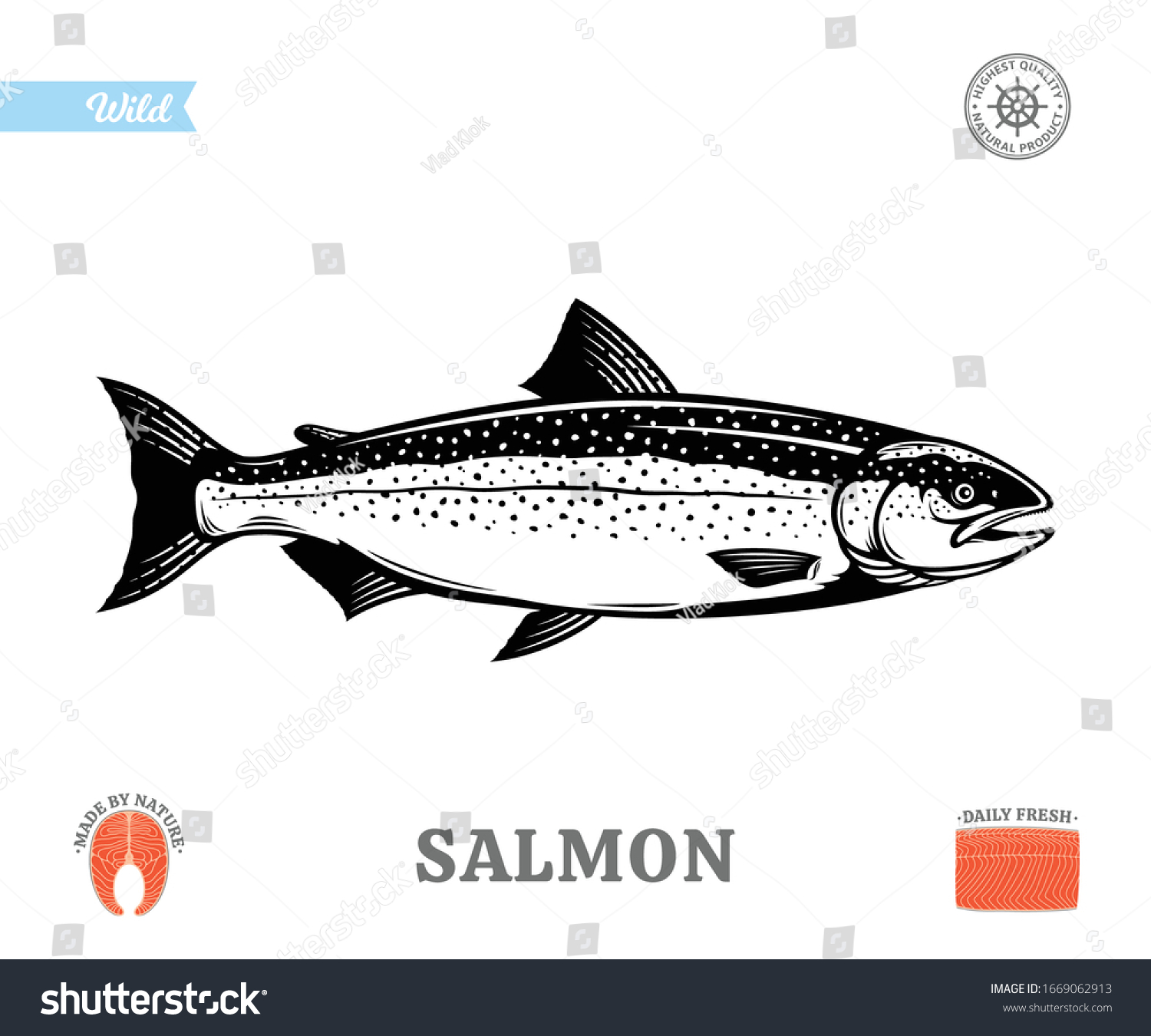 Vector Salmon Fish Illustration Isolated On Stock Vector (Royalty Free ...