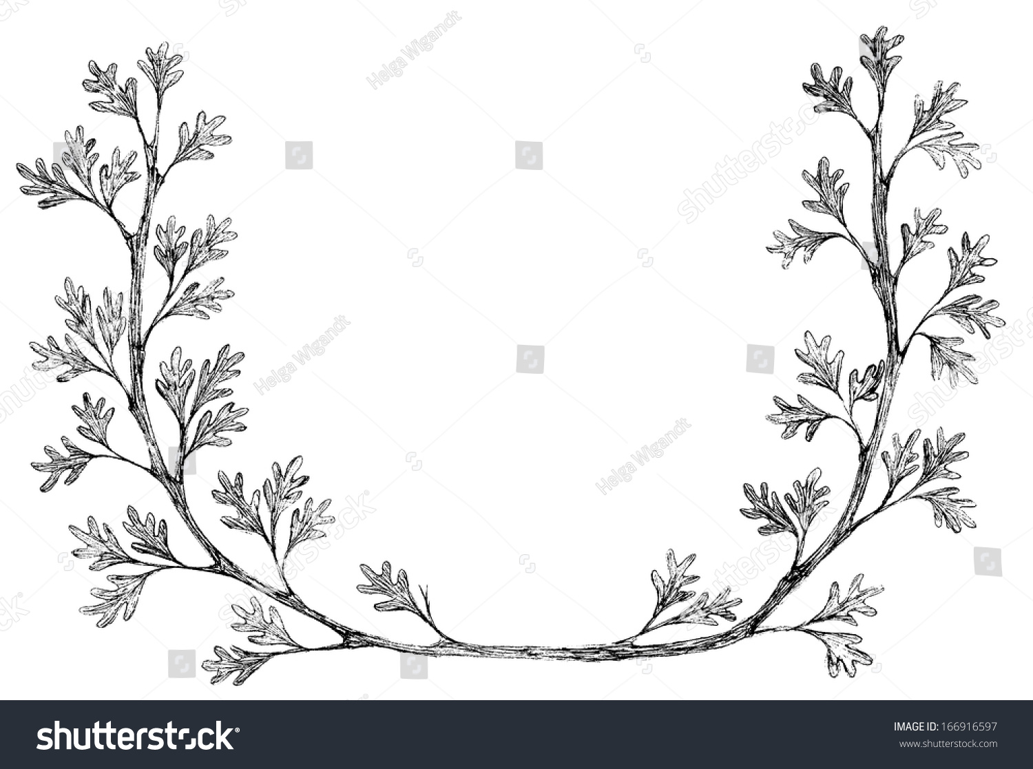 Hand-Drawn Vector Branches And Leaves Frame - 166916597 : Shutterstock 