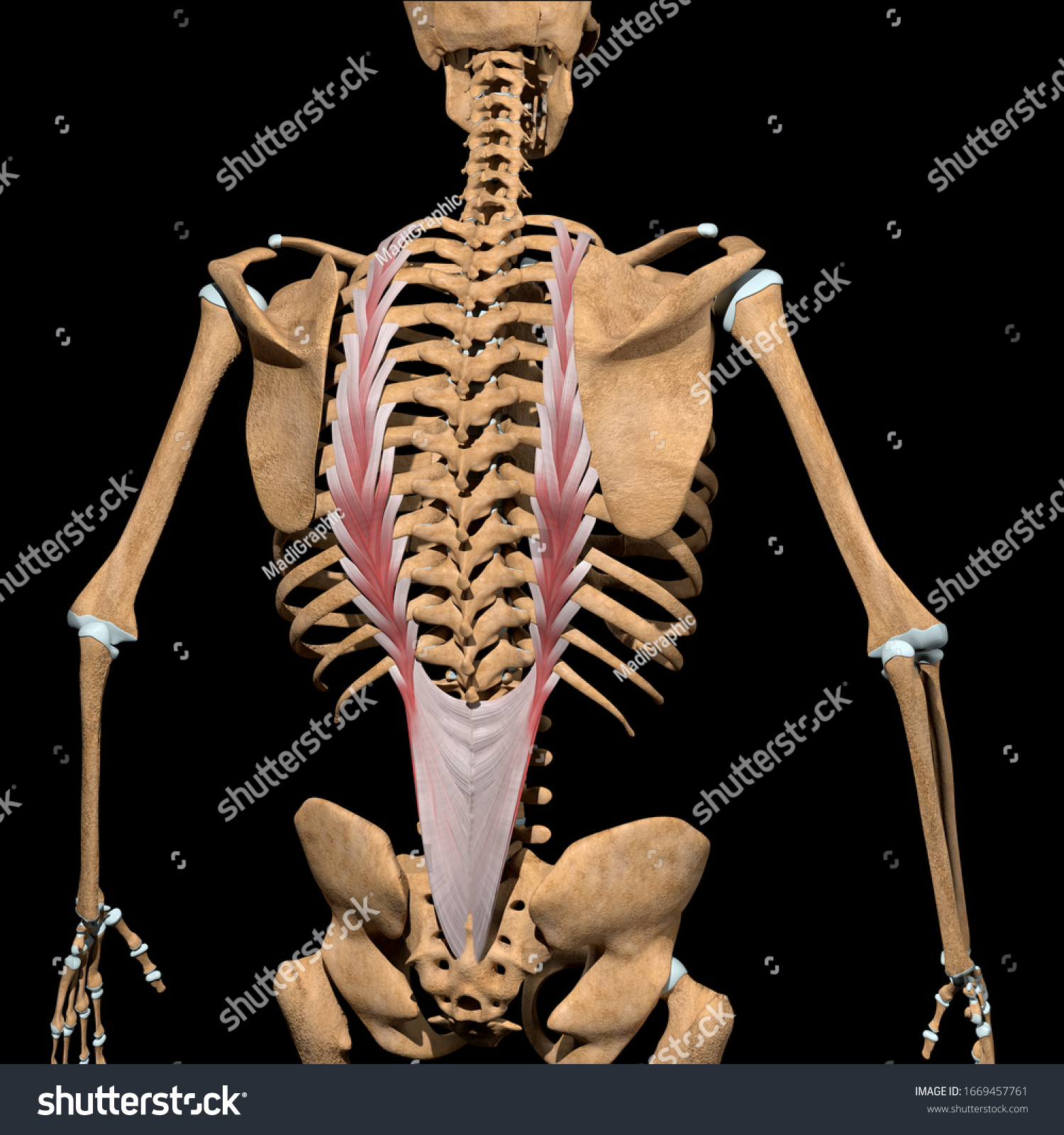 This 3d Illustration Shows Longissimus Thoracis Stock Illustration 