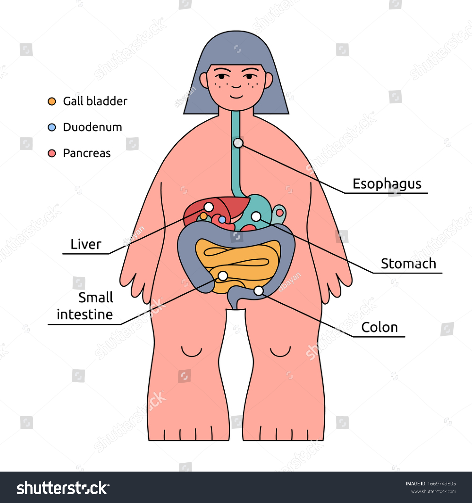 human body systems for kids