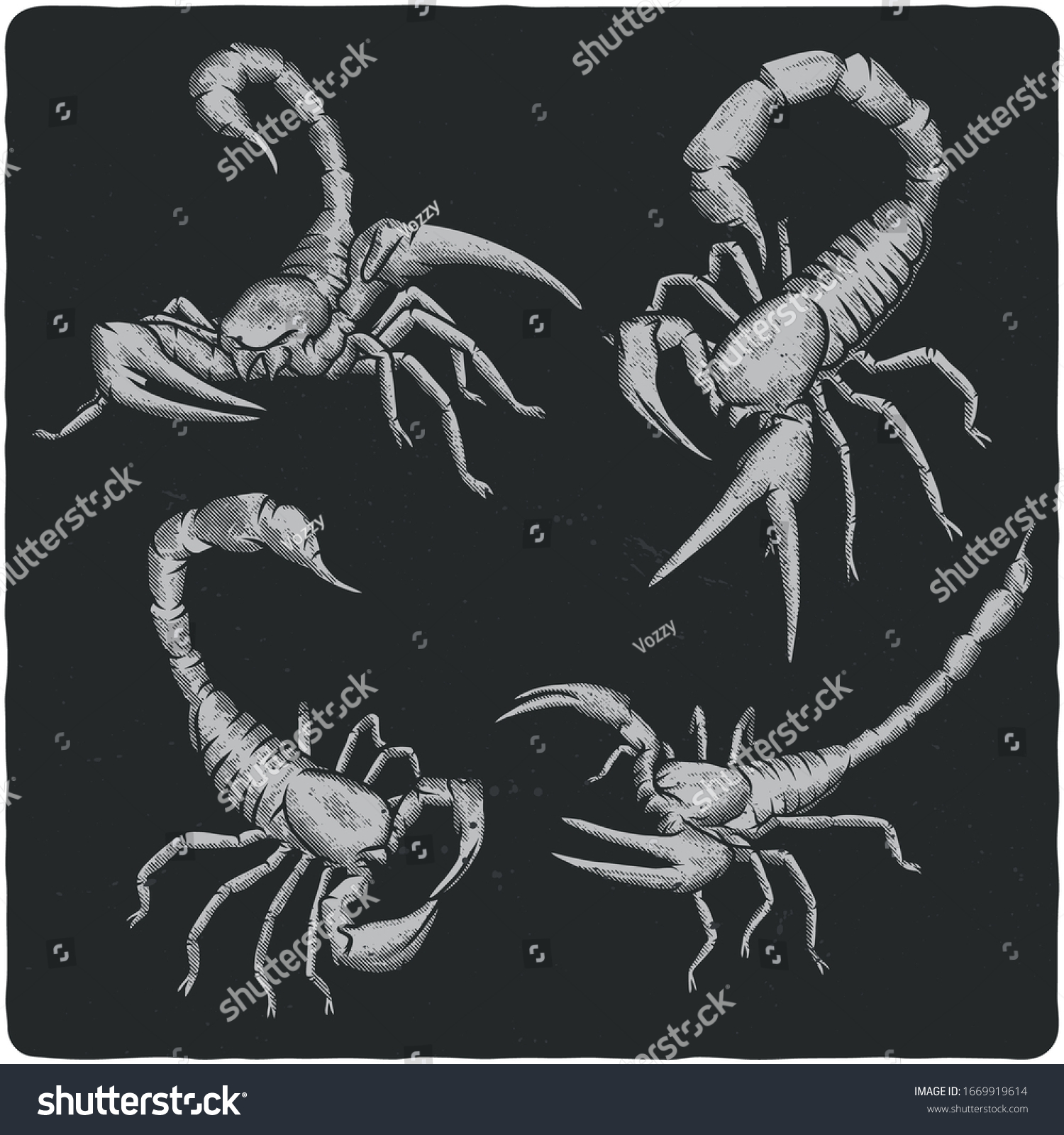 Monochrome Isolated Illustrations Set Scorpions Different Stock Vector ...