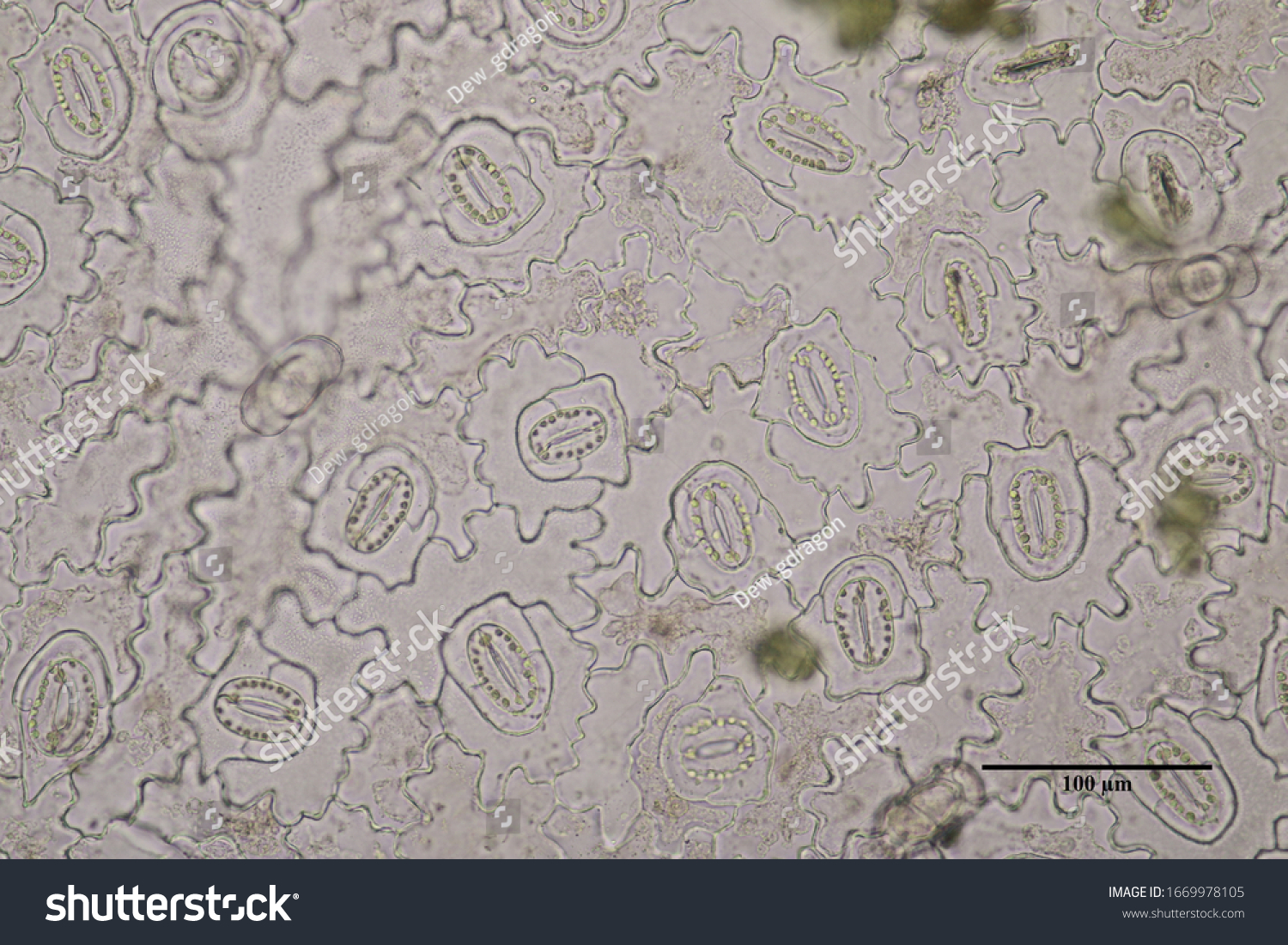 Stoma Cell Guard Cell Leaf Under Stock Photo 1669978105 | Shutterstock