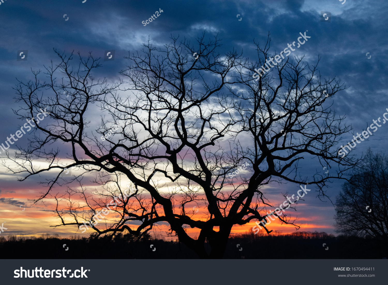 Beautiful Tree Silhouette Against Stunning Sunset Stock Photo ...