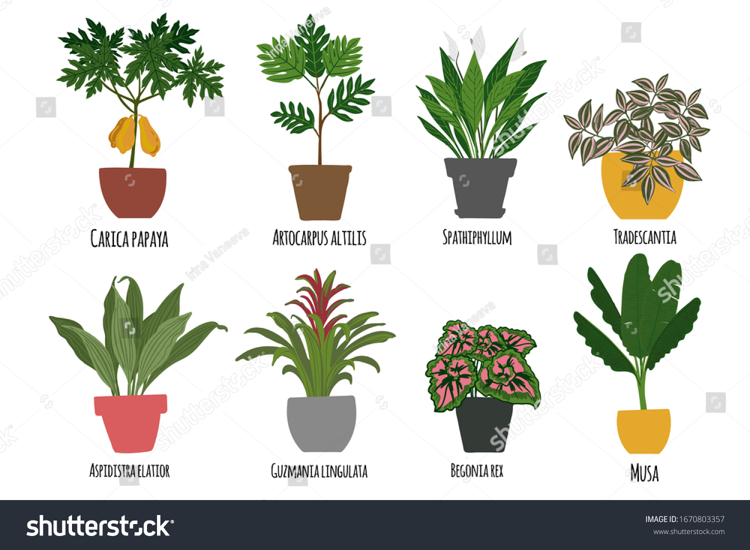 Houseplants Tropical Plants Pots Exotic Flowers Stock Vector (Royalty ...