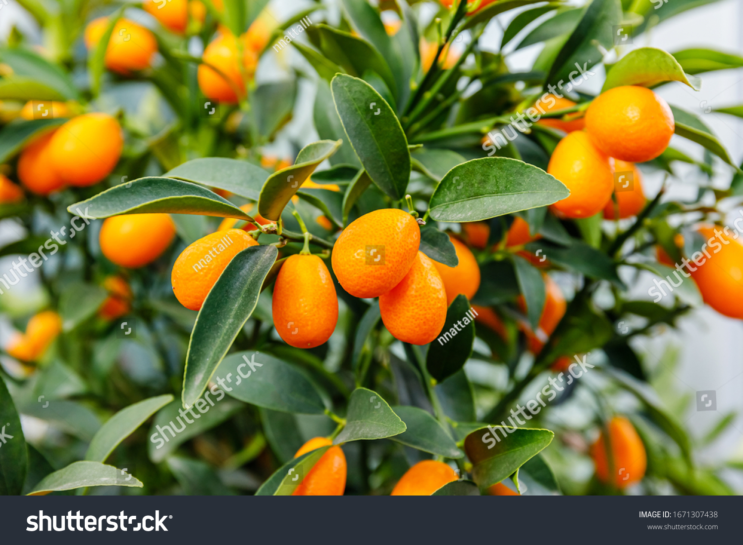 Кумкват в москве. Дикий мандарин кумкват. Кумкват (Fortunella). Кумкват апельсин. Кумкват дерево.