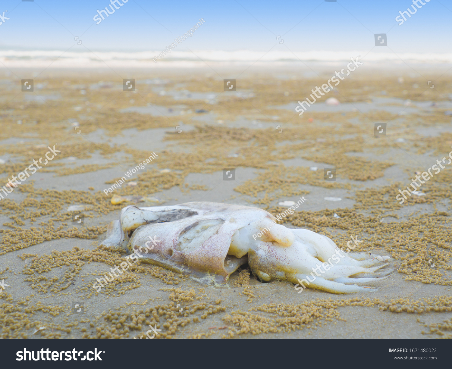 Squid Food Chain Which Food Large Stock Photo 1671480022 | Shutterstock