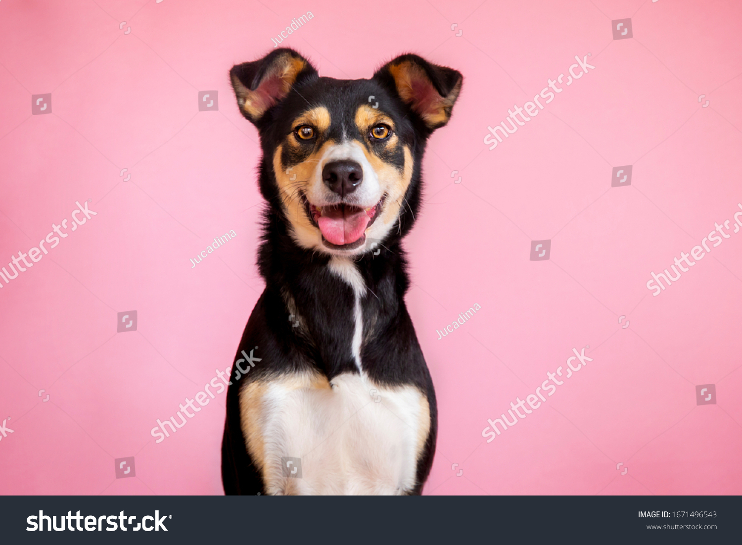 female-dog-pink-background-pet-portraits-stock-photo-1671496543