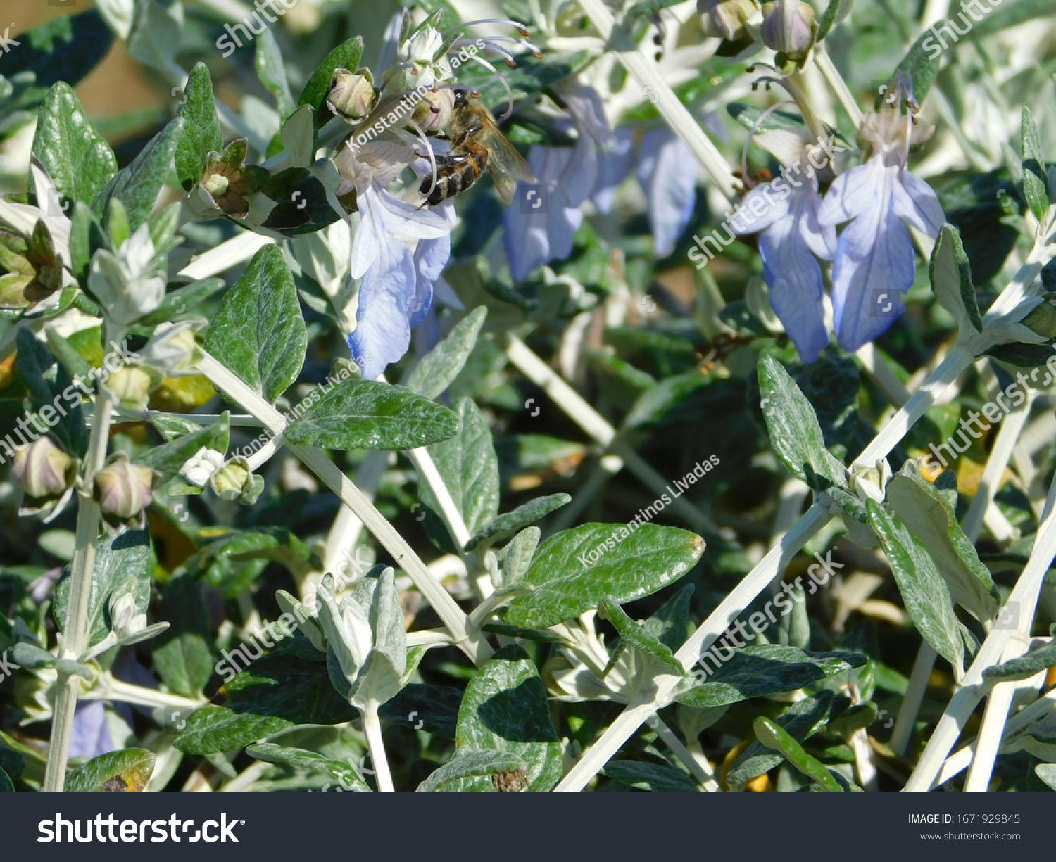 Shrubby Germander Teucrium Fruticans Plant Honey Stock Photo Shutterstock