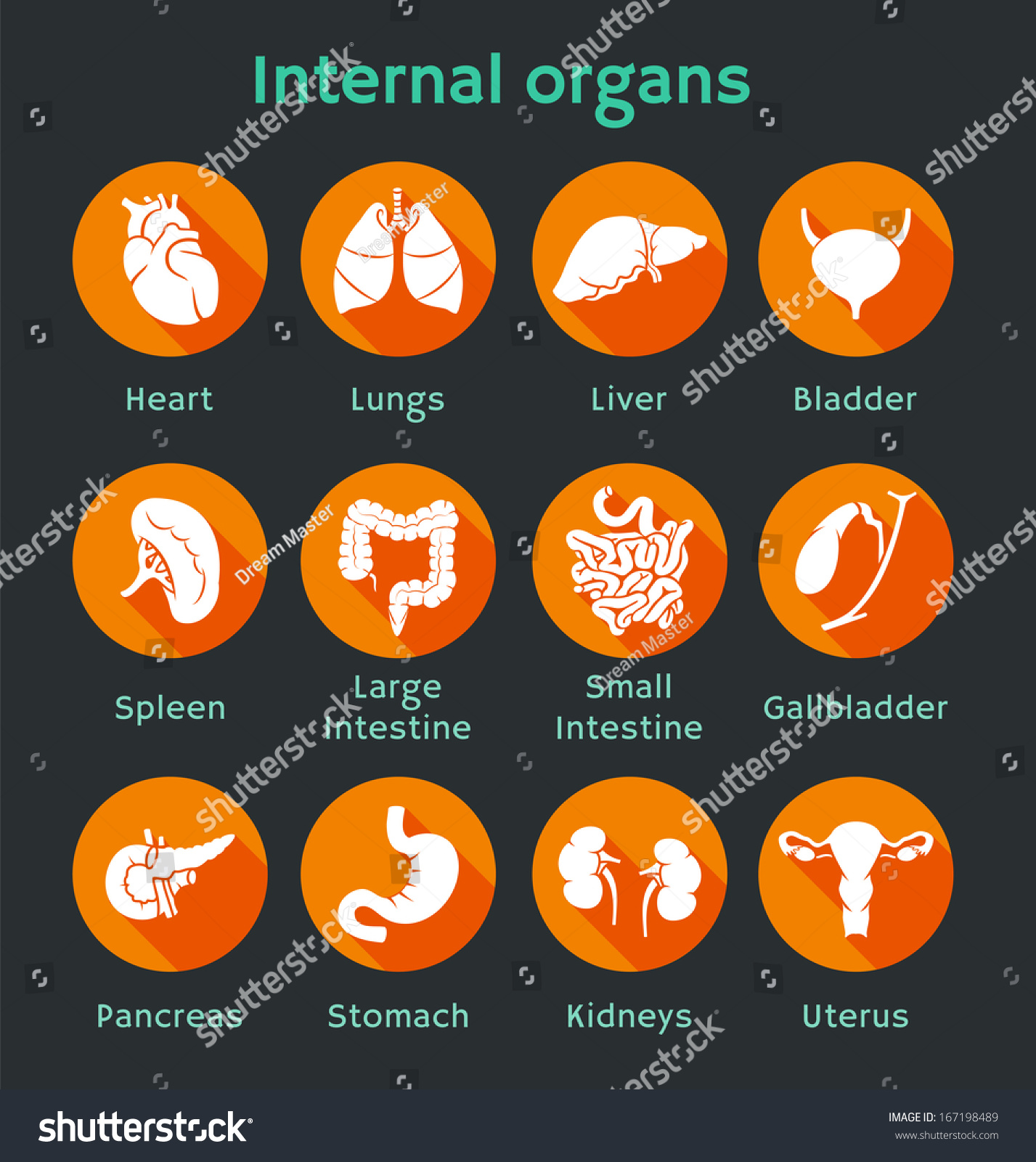 Vector Illustration Icons Internal Human Organs Stock Vector Royalty Free 167198489 Shutterstock 1047