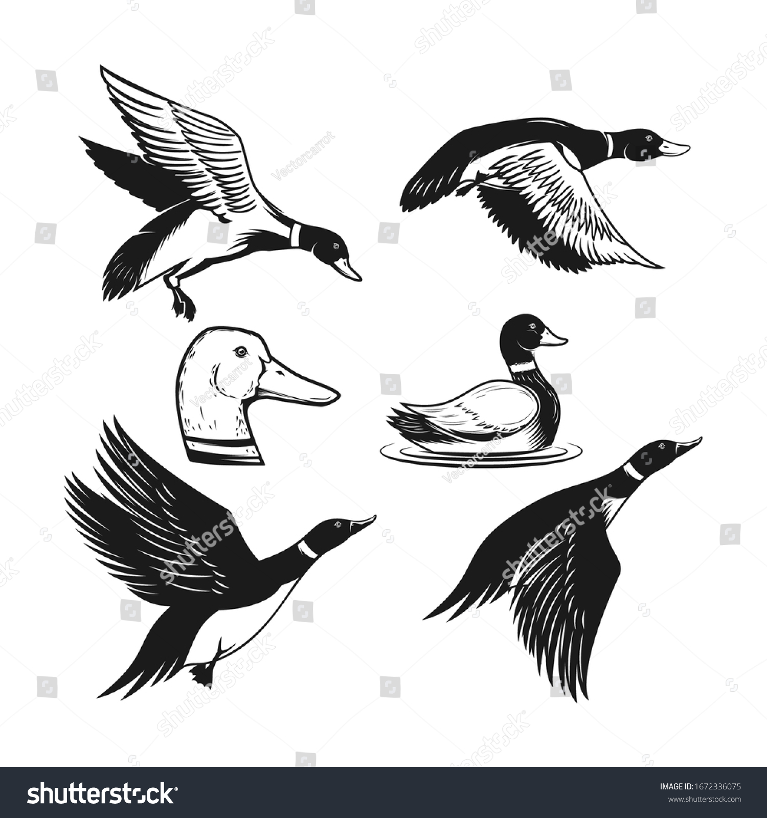 Set Illustrations Wild Duck Duck Flight Stock Vector (Royalty Free ...