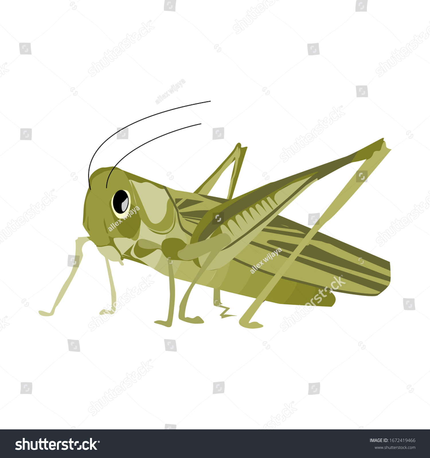 Grasshopper Flat Design White Background Illustration Stock Vector ...