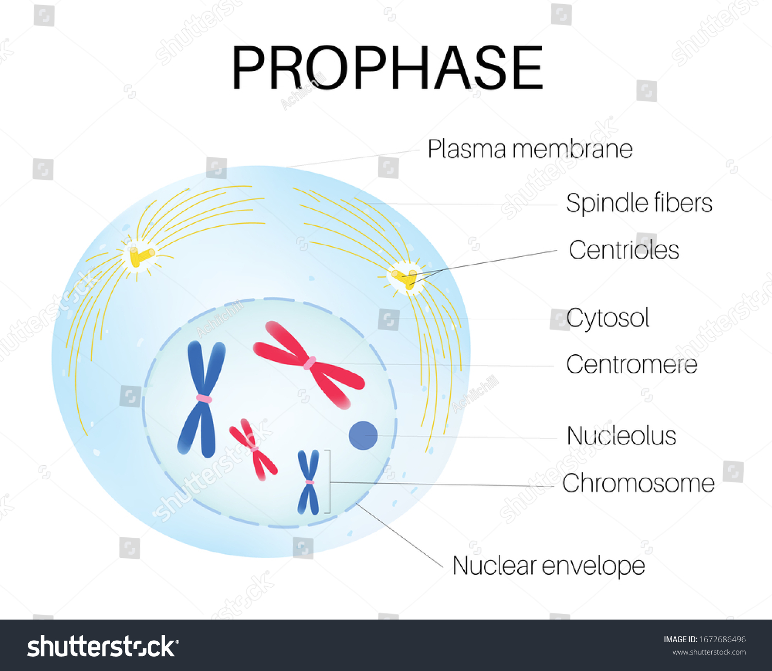 Телофаза у растительной и животной клетки рисунок