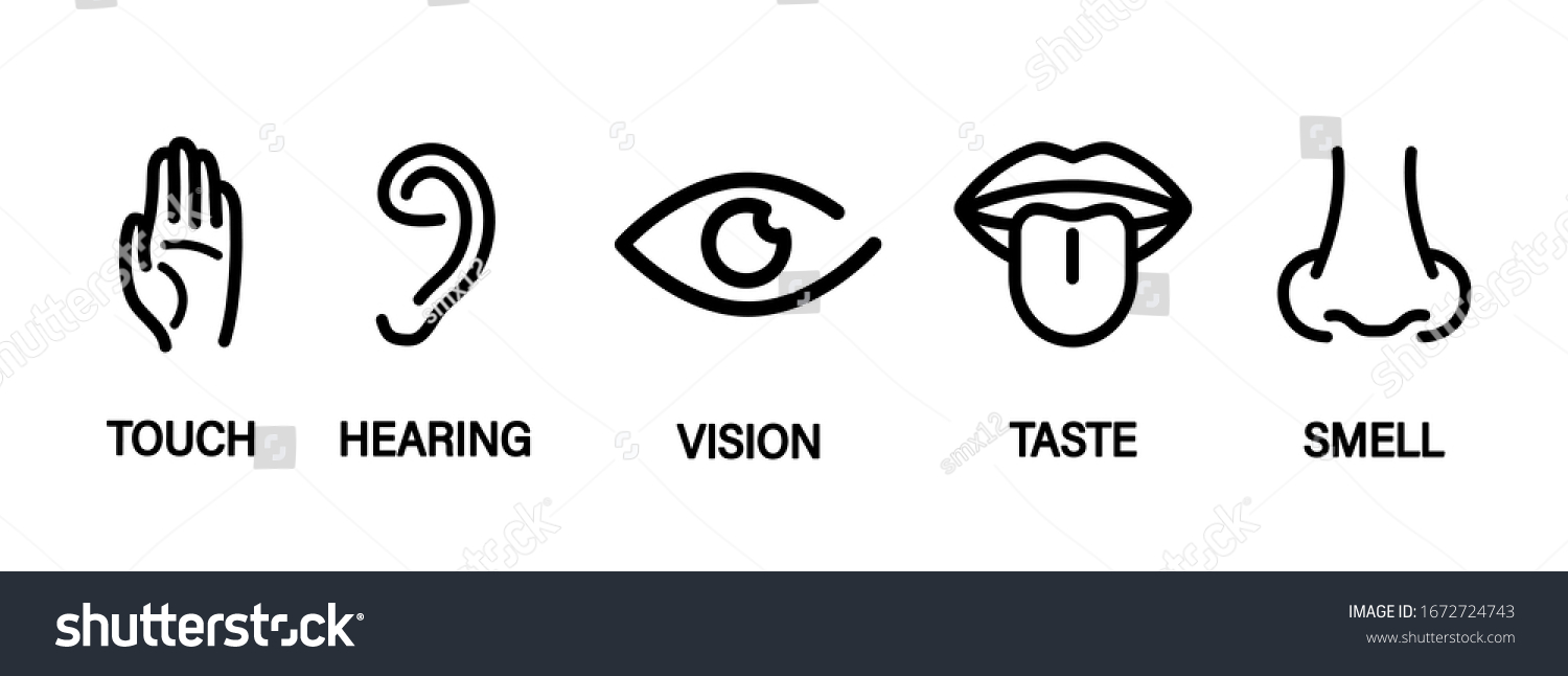 Five Human Senses Hearing Sight Smell Stock Vector (Royalty Free ...