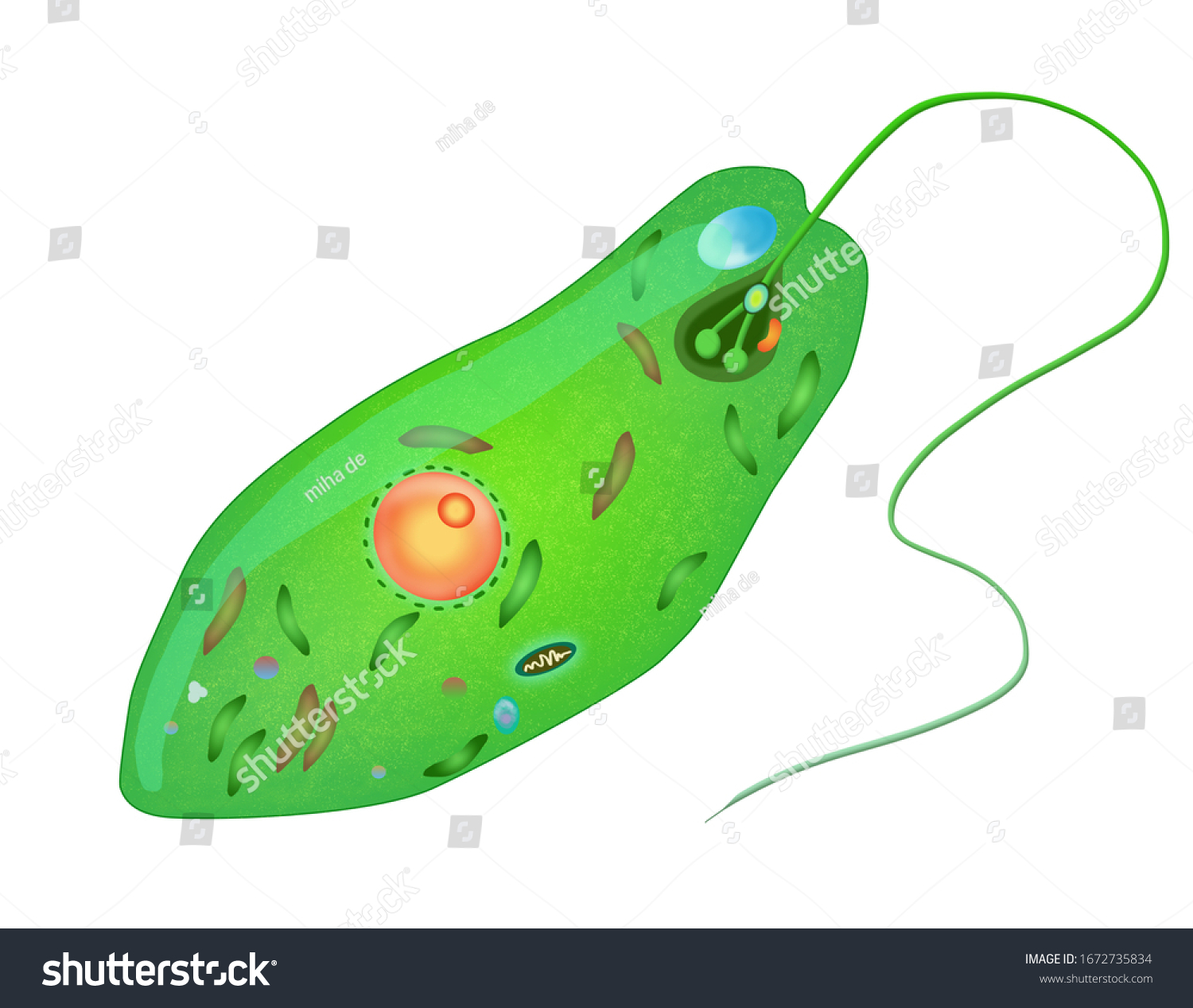 Euglena Illustration Green Euglena On White Stock Illustration 1672735834 Shutterstock