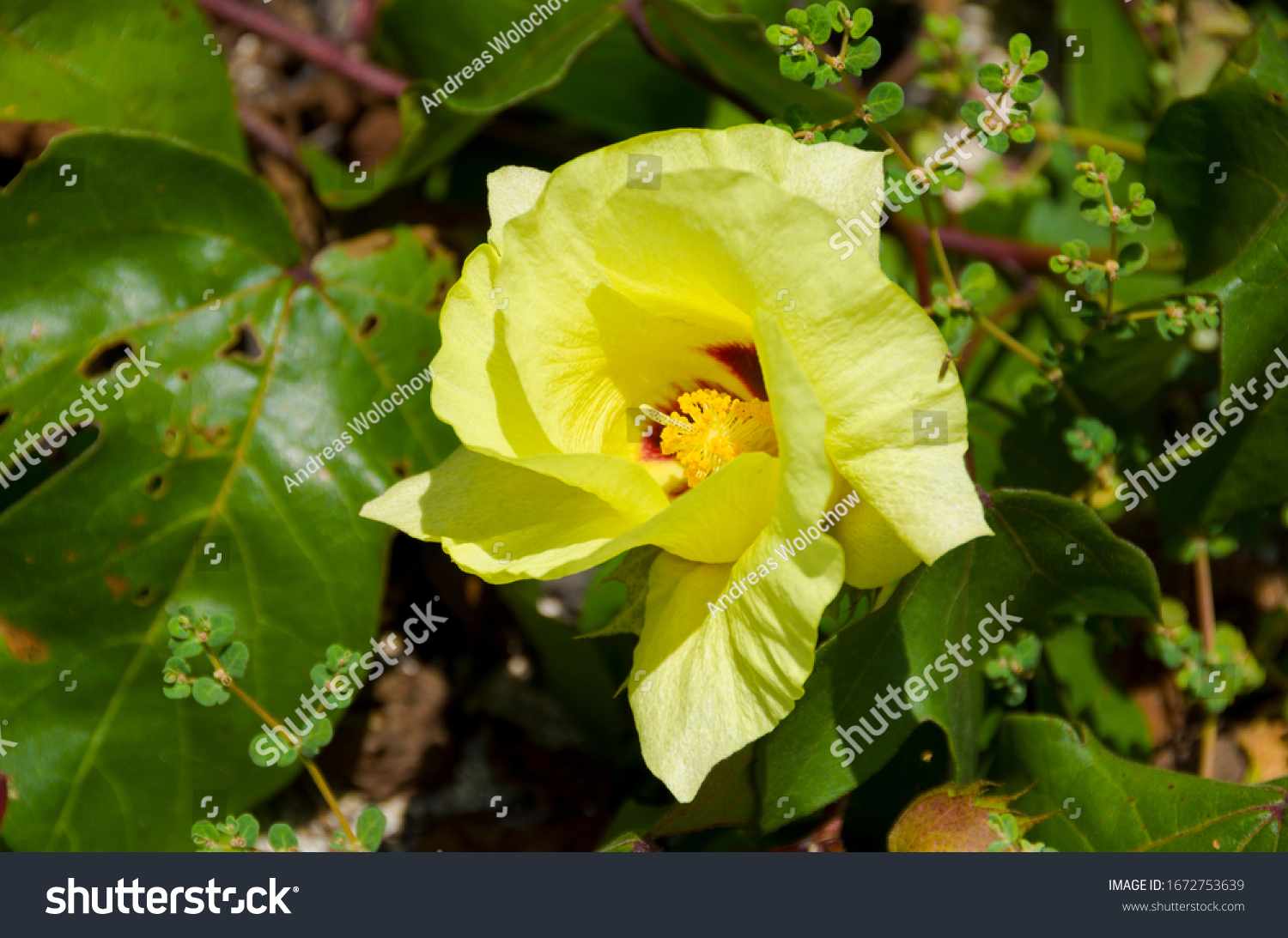 Gossypium Darwinii Darwins Cotton Species Cotton Stock Photo 1672753639 ...