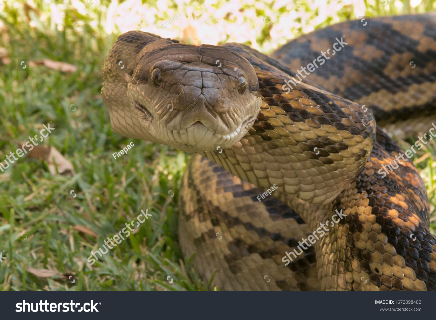 Long python