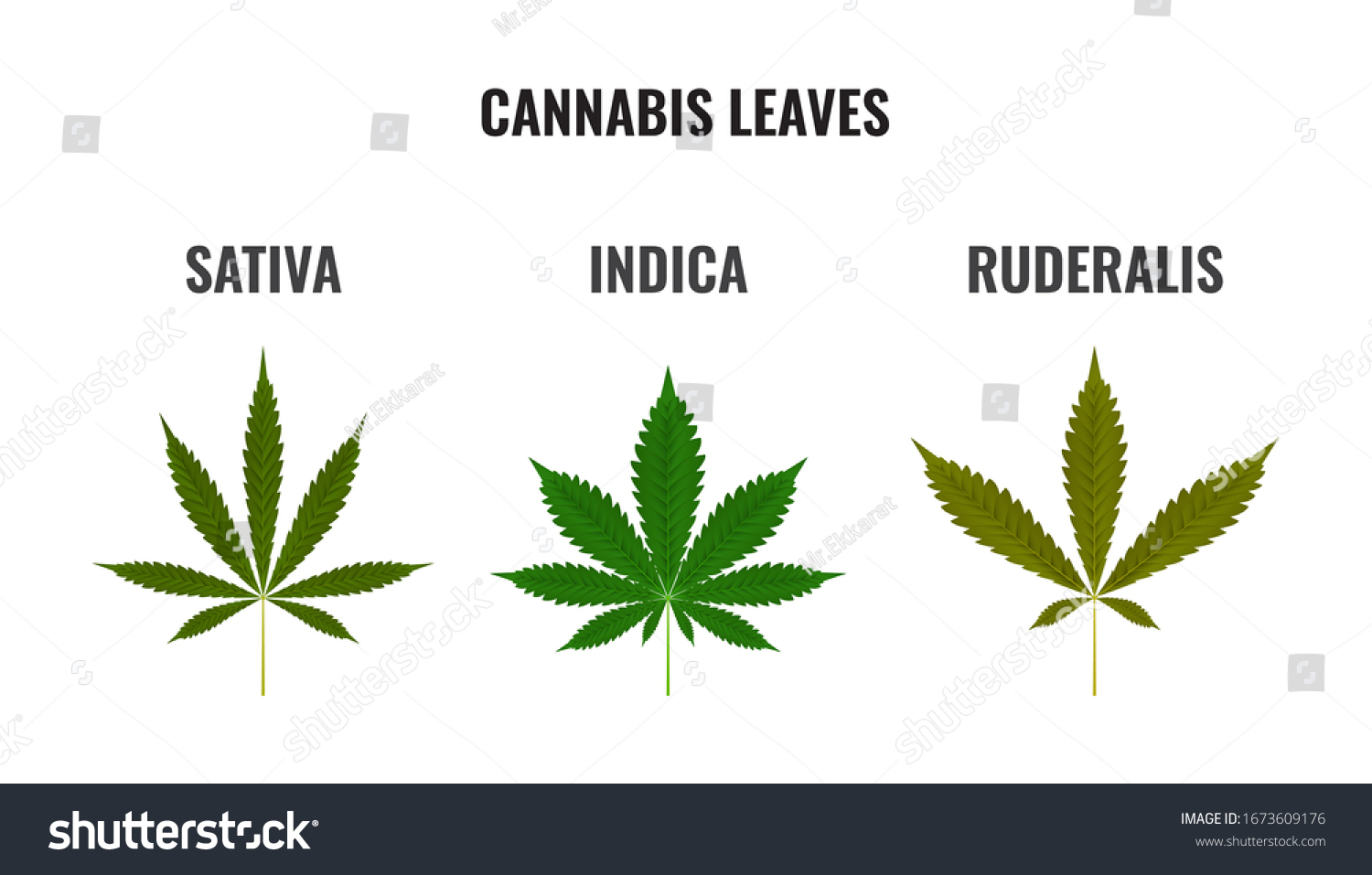 3 Types Leaves Cannabis Sativa Indica Stock Vector (royalty Free 