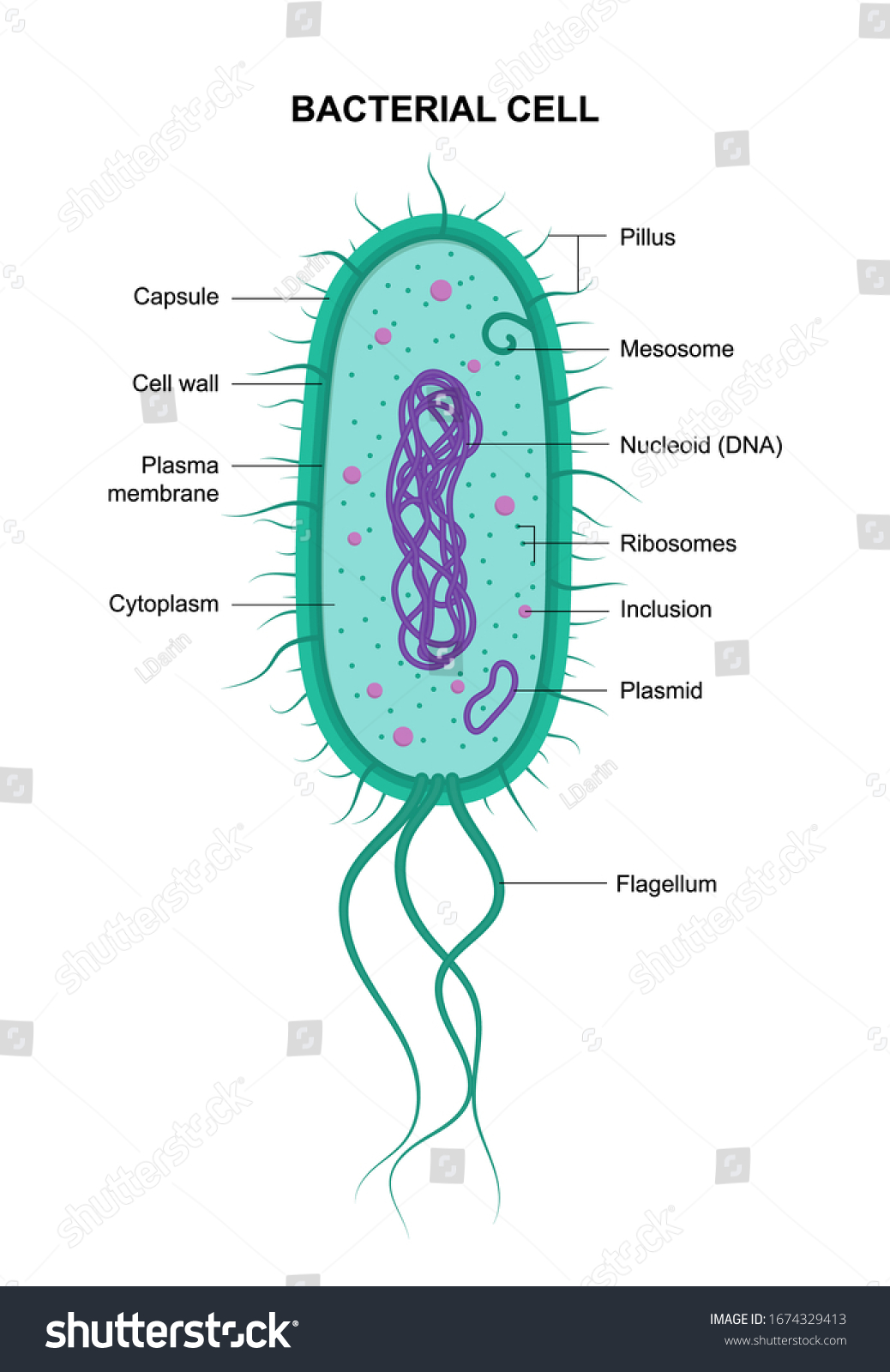 Vector Bacterial Cell Anatomy Isolated On Stock Vector (Royalty Free ...