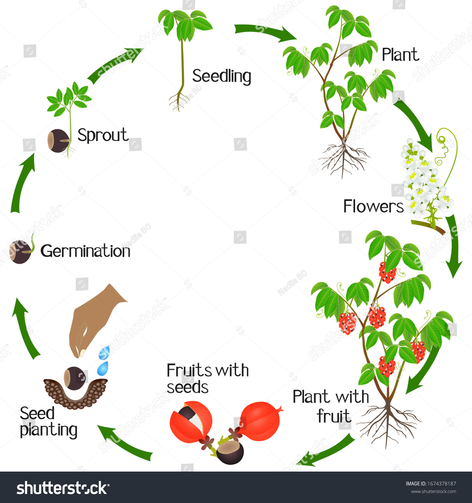 Growth Cycle Guarana Plant On White Stock Vector (Royalty Free ...