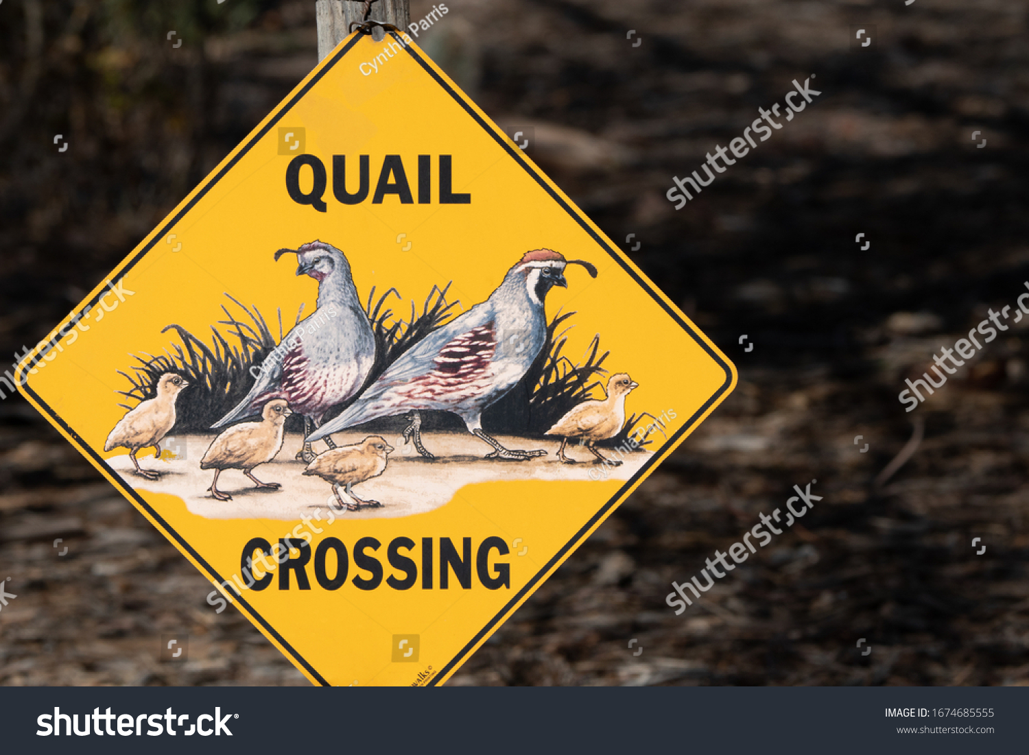 Quail Crossing