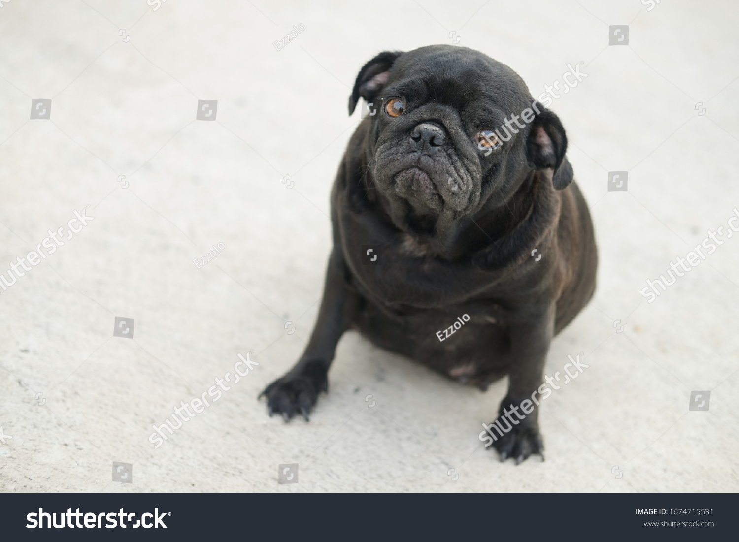 how do you know a pug is pregnant