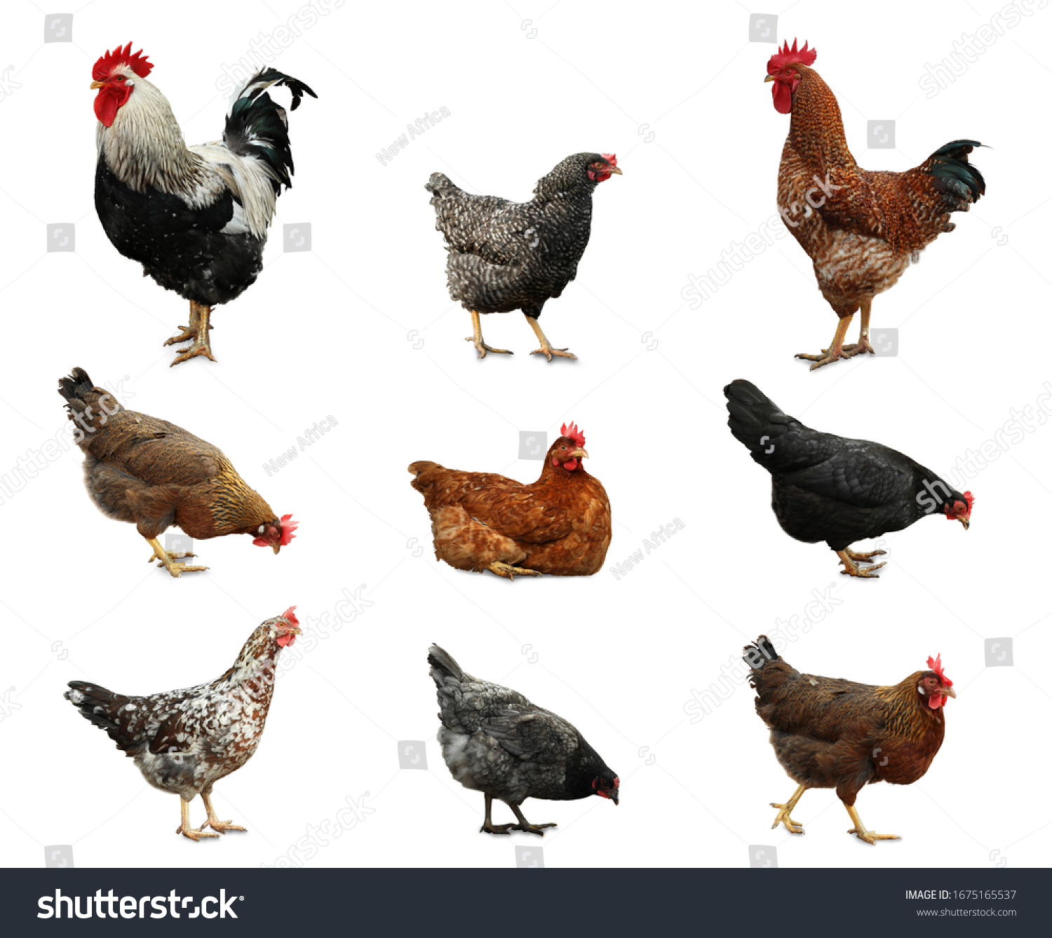 Collage Chickens Roosters On White Background Stock Photo 1675165537 ...