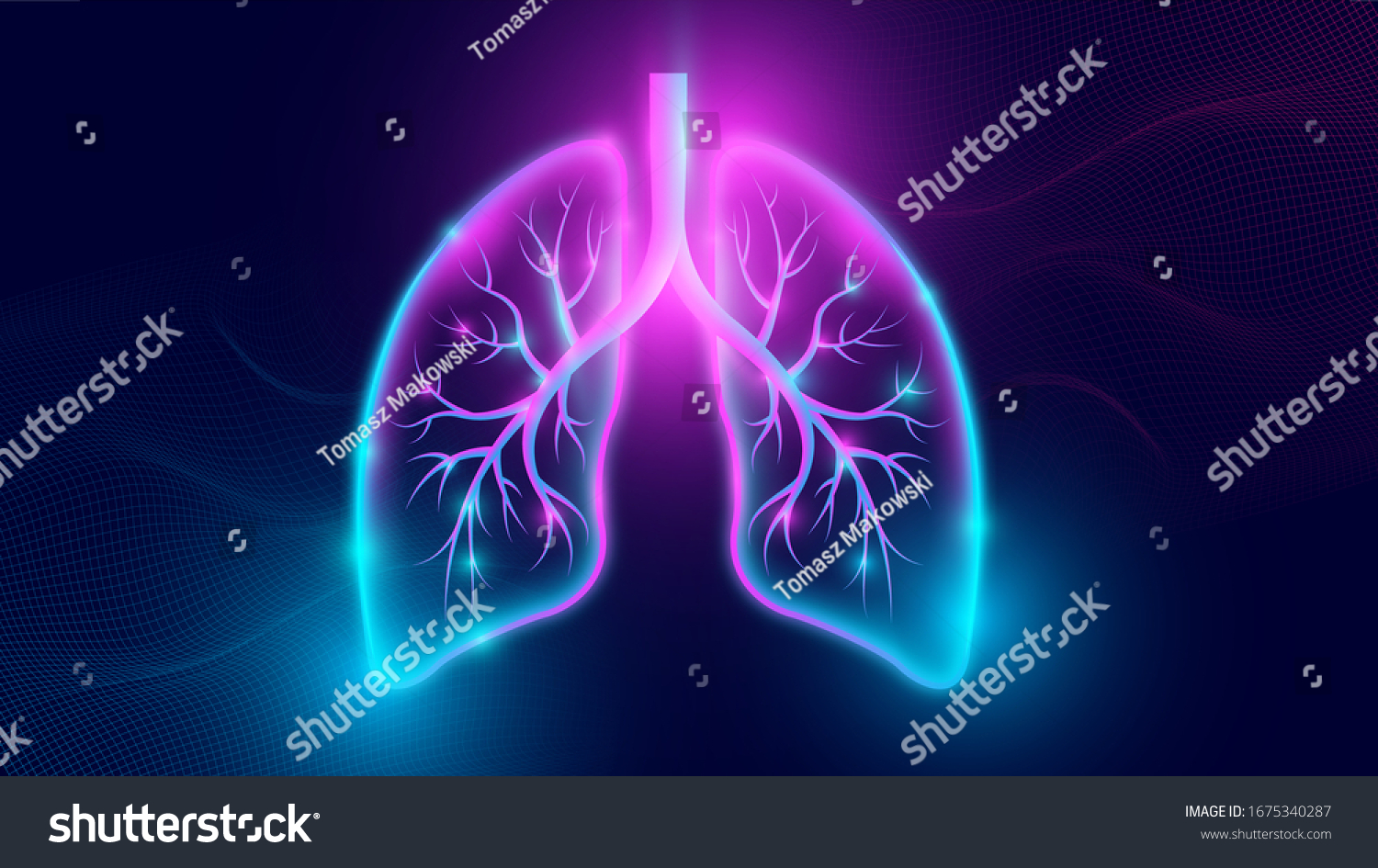 Human Respiratory System Lungs Anatomy Stock Illustration 1675340287 Shutterstock