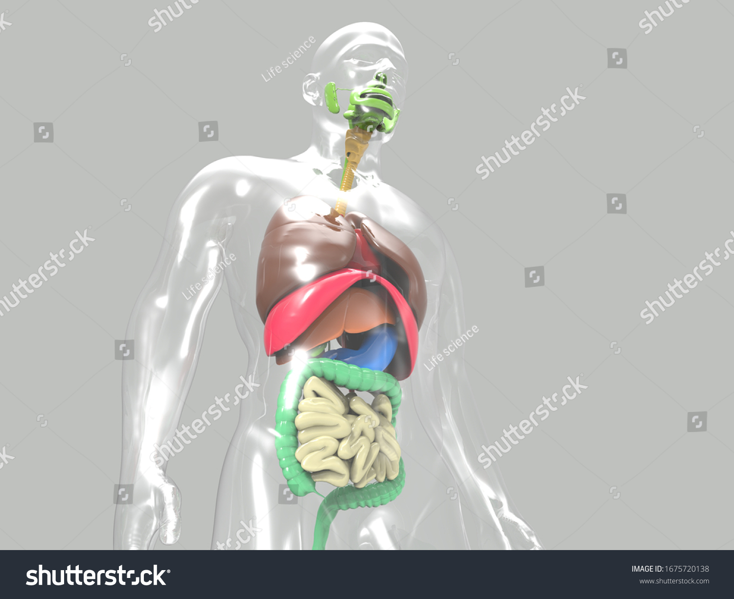 D Render Human Respiration System Anatomy Stock Illustration Shutterstock