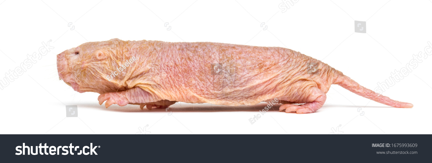 Naked Molerat Hairless Rat Isolated On Stock Photo Shutterstock