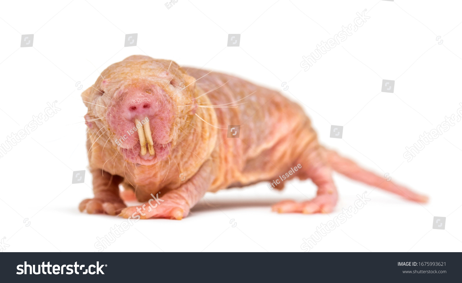 Naked Molerat Hairless Rat Isolated On Stock Photo