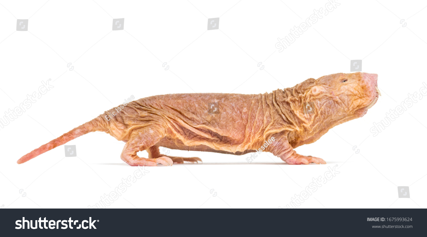 Side View Naked Molerat Hairless Rat Stock Photo Shutterstock