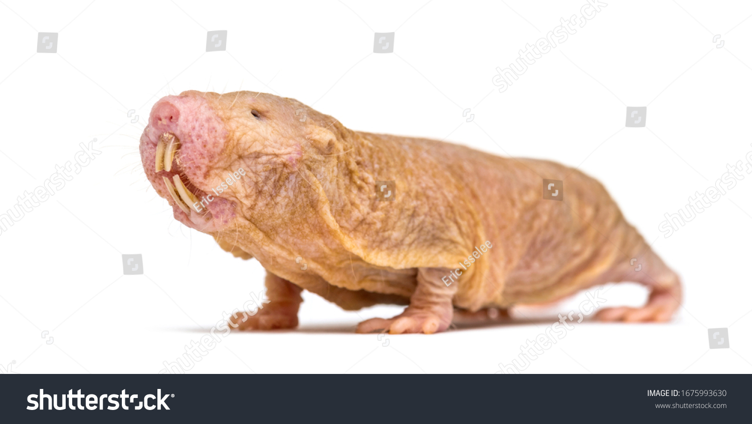 Naked Molerat Hairless Rat Isolated On Stock Photo Shutterstock