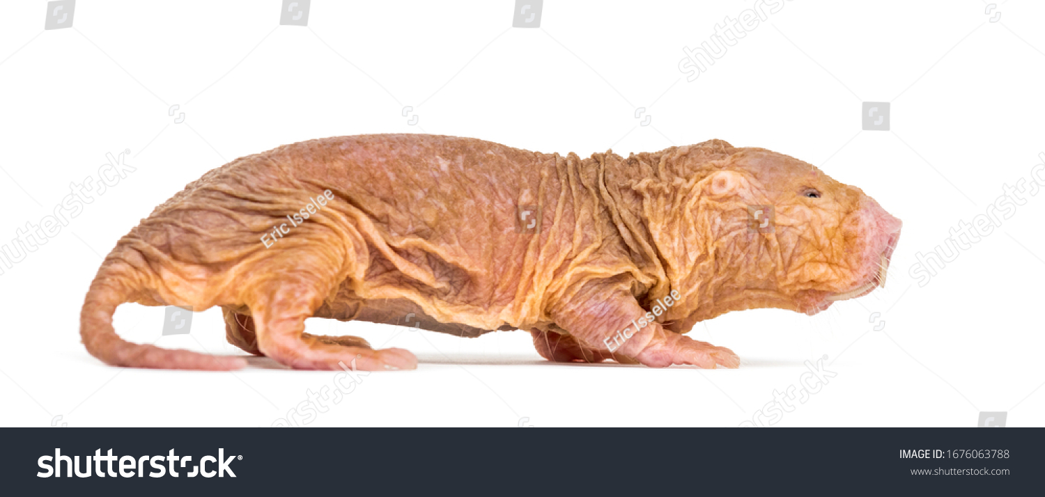 Side View Naked Molerat Hairless Rat Stock Photo Shutterstock