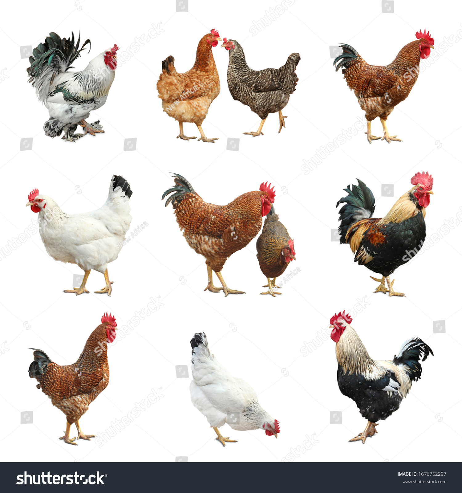 Collage Chickens Roosters On White Background Stock Photo 1676752297 ...