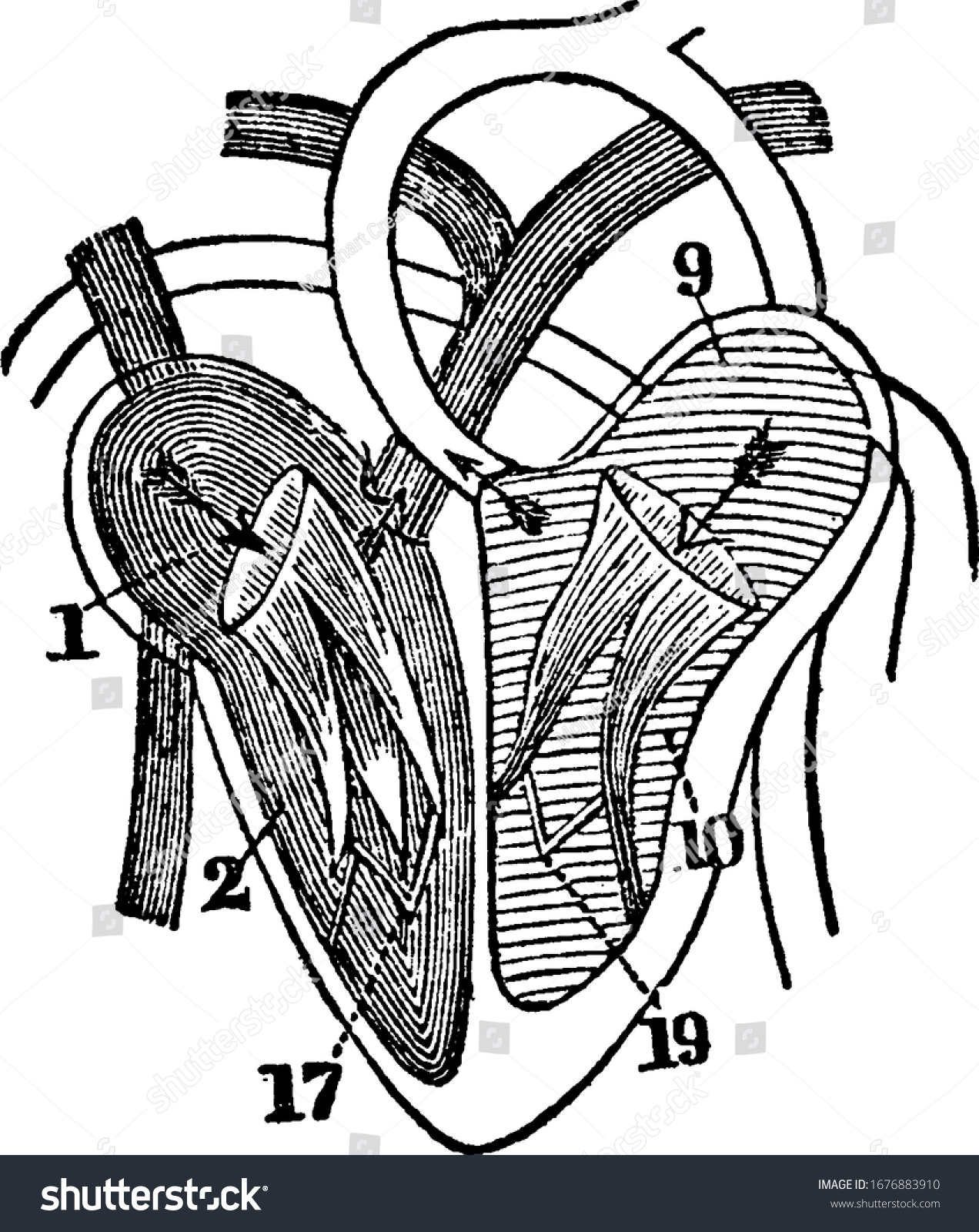 Diagram Heart Labels 1 Right Auricle Stock Vector (Royalty Free ...