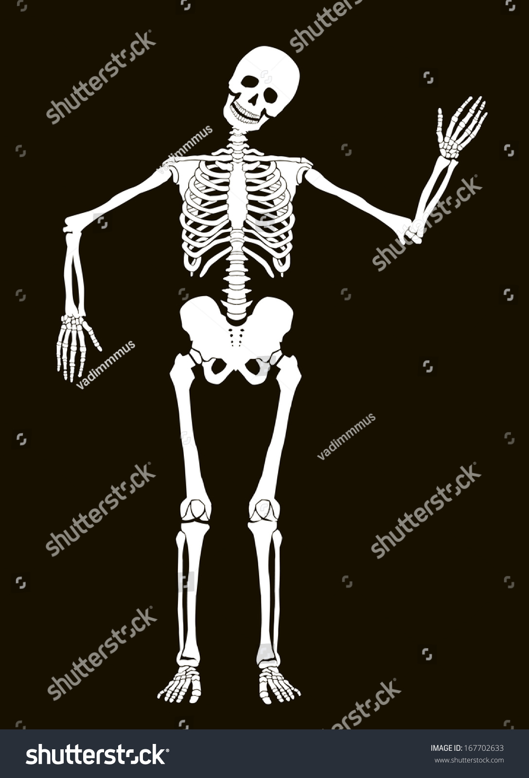 Funny Vector Skeleton Isolated Over Black Stock Vector (Royalty Free ...