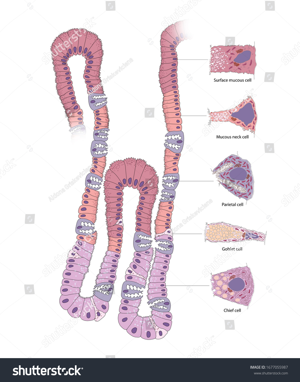 Gastric Gland Cell Human Gastric Corpus Stock Illustration 1677055987 ...